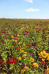 拉瑞安计划为《博德之门3》推出更多更新 或加入新种族